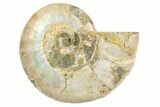 Silver, Iridescent Ammonite Fossil - Madagascar #191920-1